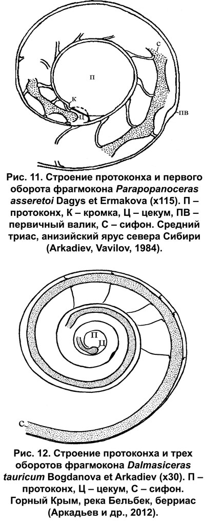 .11.       Parapopanoceras asseretoi Dagys et Ermakova (115). .12.       Dalmasiceras tauricum Bogdanova et Arkadiev (30)