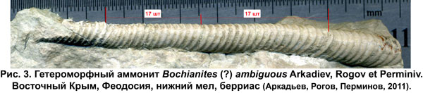 .3.   Bochianites (?) ambiguous Arkadiev, Rogov et Perminiv.  , ,  ,  